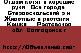 Отдам котят в хорошие руки - Все города, Старооскольский р-н Животные и растения » Кошки   . Ростовская обл.,Волгодонск г.